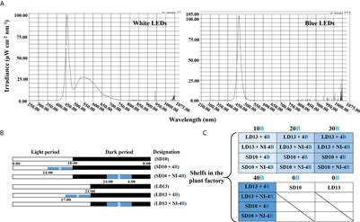 The flowering of SDP chrysanthemum in response to intensity of supplemental or night-interruptional blue light is modulated by both <mark class="highlighted">photosynthetic carbon assimilation</mark> and photoreceptor-mediated regulation